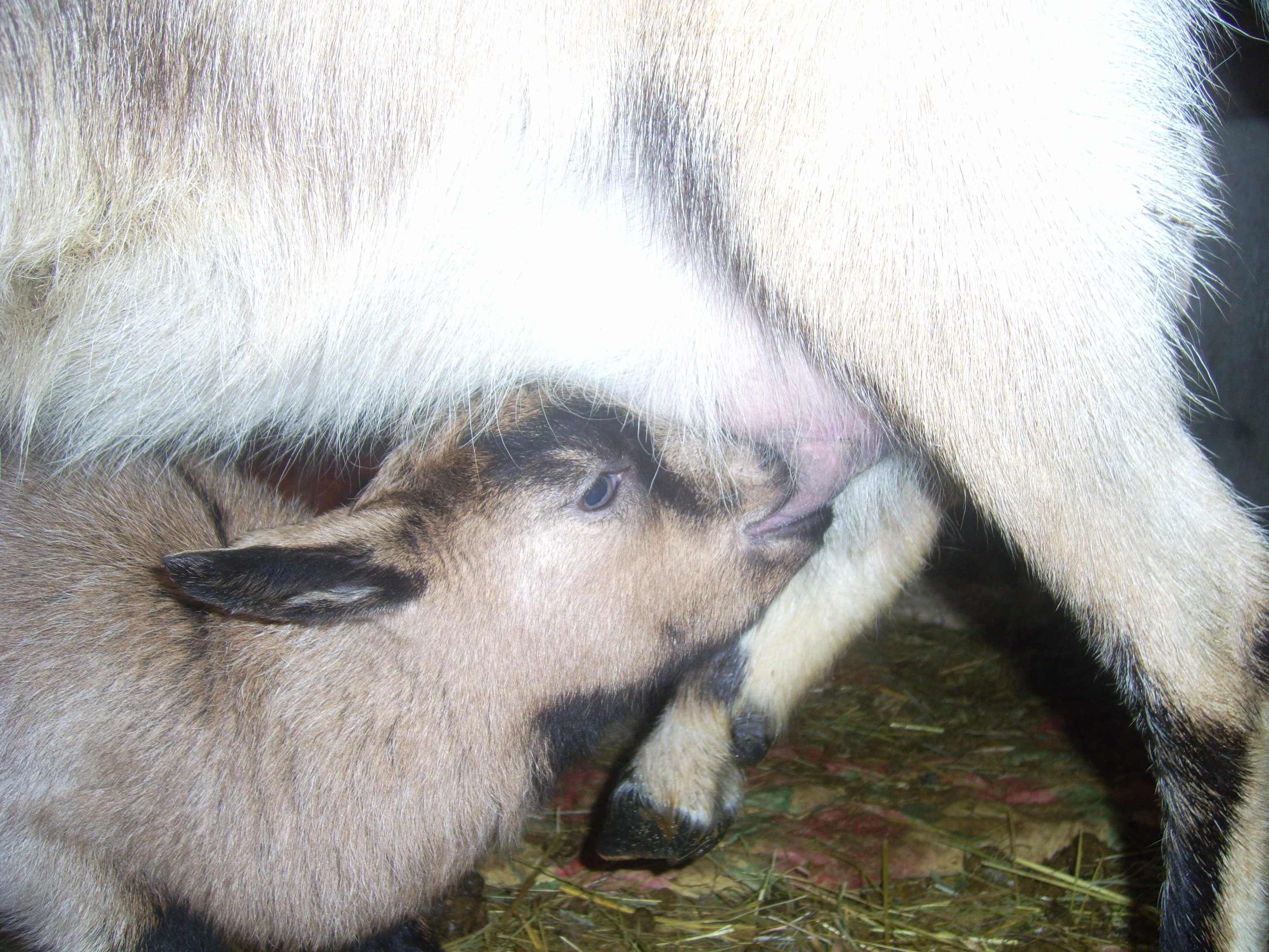 PIC_0097.JPG